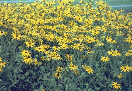 Zonnehoed - Rudbeckia fulgida var. Speciosa