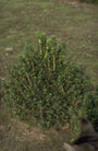 Fijnspar - Picea abies 'Tompa'