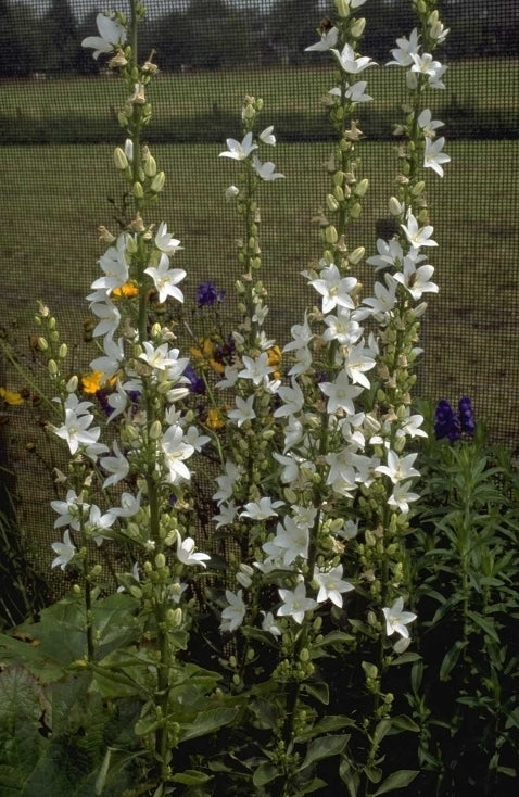 Klokje - Campanula pyramidalis 'Alba'