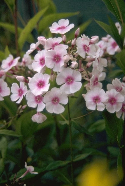 Flox - Phlox 'Kirmeslandler'