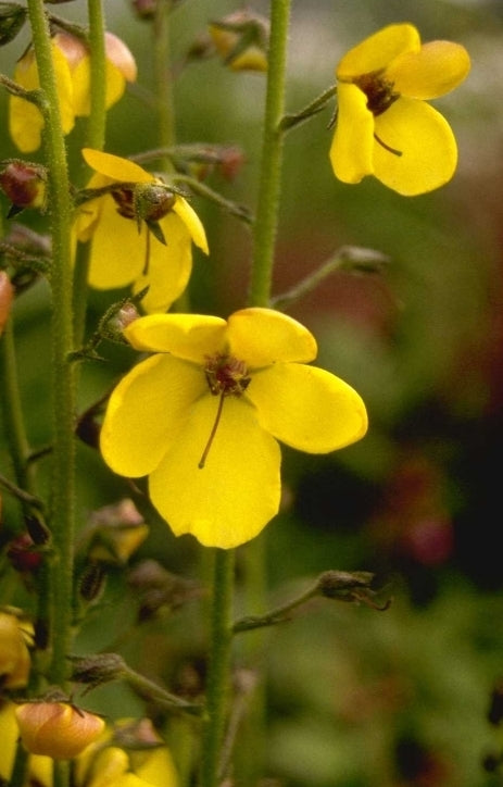 Mottenkruid - Verbascum blattaria