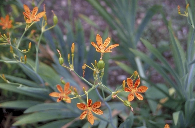 Belamcanda chinensis