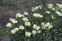 Margriet - Leucanthemum 'Silberprinzesschen'