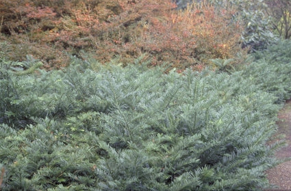 Knoptaxus - Taxus Cephalotaxus harringtonia