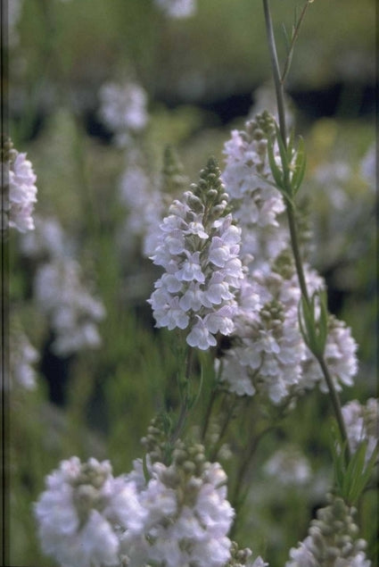 Vlasleeuwenbek - Linaria x dominii 'Carnforth'
