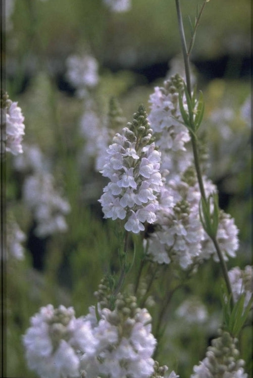 Vlasleeuwenbek - Linaria x dominii 'Carnforth'