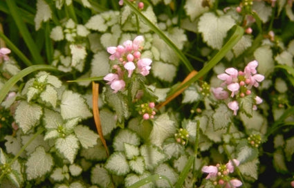 Gevlekte dovenetel - Lamium maculatum 'James Boyd Parselle'