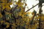 Chinees klokje - Forsythia ovata 'Tetragold'