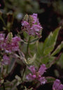 Scharnierbloem - Physostegia virginiana 'Variegata'