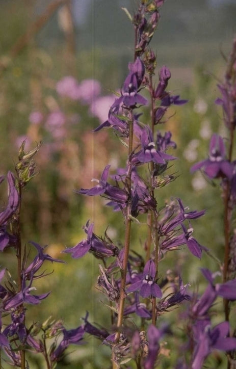 Lobelia - Lobelia x gerardii