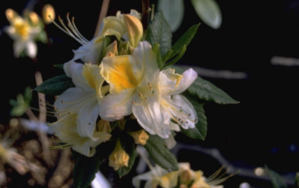 Rododendron - Rhododendron 'Adriaan Koster'