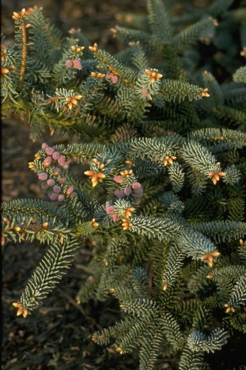 Spaanse zilverspar - Abies pinsapo 'Glauca'