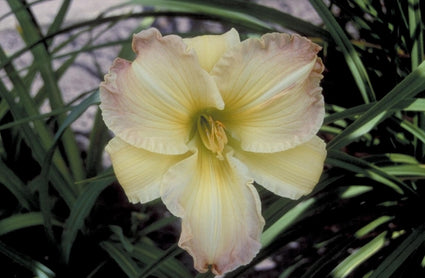 Daglelie - Hemerocallis 'Beautiful Edgings'