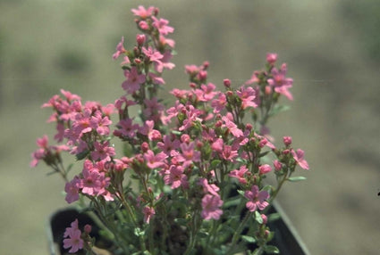 Alpenleverbalsem - Erinus alpinus 'Dr Haehnle'