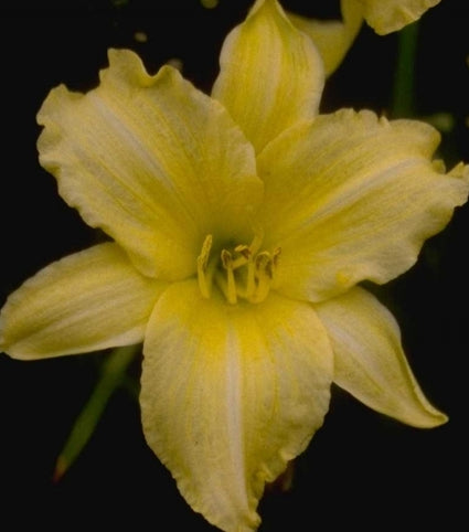 Daglelie - Hemerocallis 'Cream Drop'