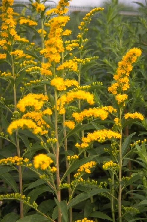 Late guldenroede - Solidago gigantea