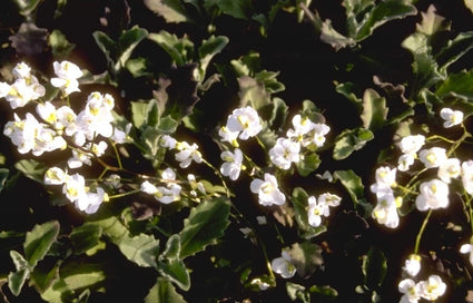 Rijstebrij - Arabis caucasica 'Plena'