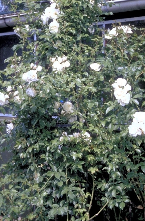 Klimroos - Rosa 'Climbing Schneewitchen'