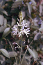 Anthericum liliago