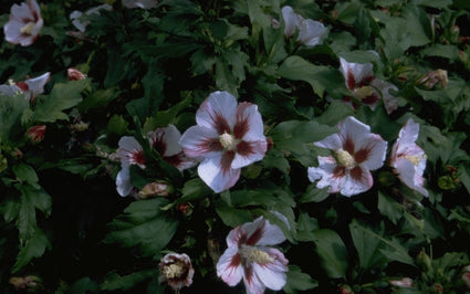 Heemstroos - Hibiscus syriacus 'Hamabo'