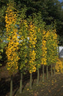 Japanse notenboom - Ginkgo biloba 'Tremonia'