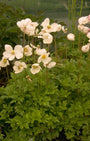 Anemoon - Anemone sylvestris