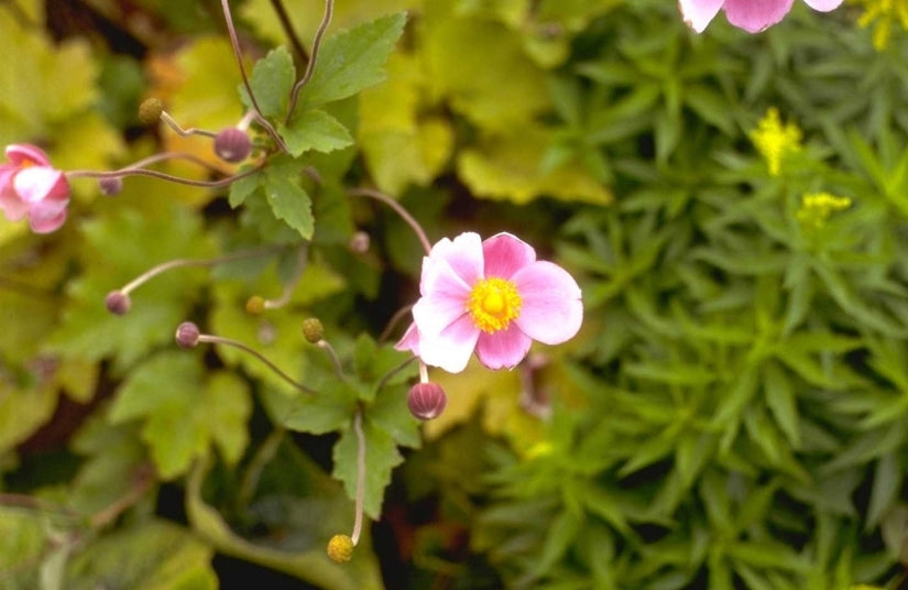 Herfstanemoon - Anemone x hybrida 'Hadspen Abundance'