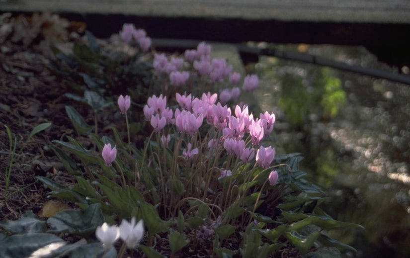 Cyclaam - Cyclamen hederifolium