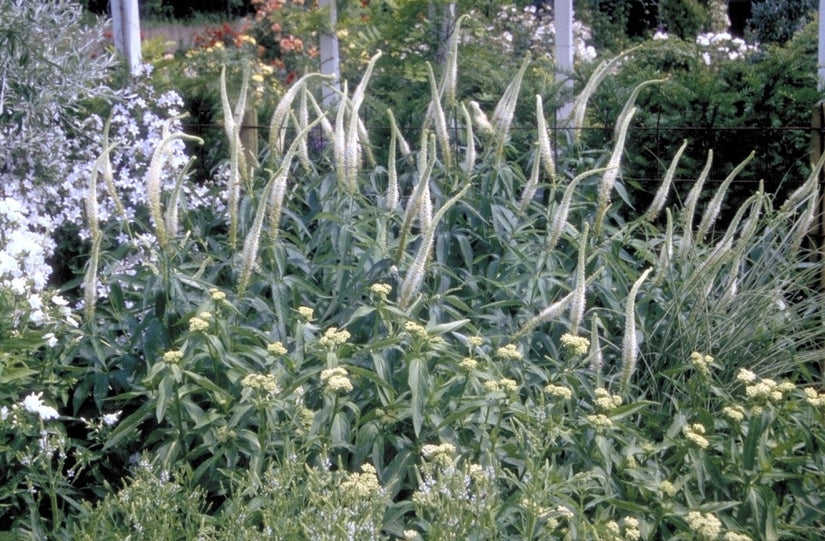 Veronicastrum - Veronicastrum sibiricum 'Spring Dew'