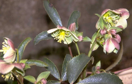 Nieskruid - Helleborus x sternii