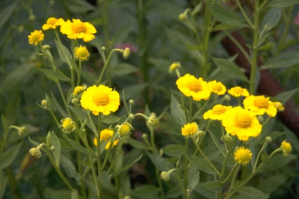 Zonnekruid - Helenium 'Gartensonne'