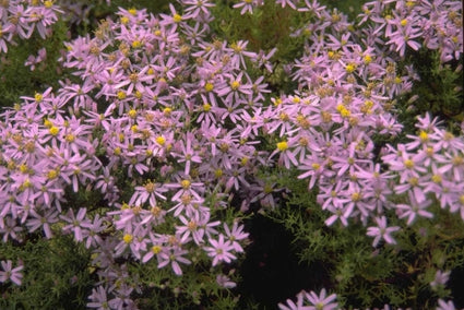 Aster Sedifolius 'Nanus'