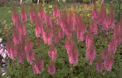 Spierstruik - Astilbe chinensis 'Superba'