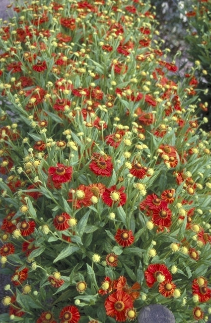 Zonnekruid - Helenium 'Indianersommer'