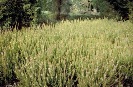 Struikhei - Calluna vulgaris 'Firefly'