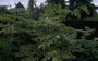 Duivelswandelstok - Aralia elata 'Aureovariegata'