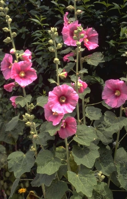 Stokroos - Alcea rosea