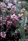 Parelbes - Pernettya mucronata 'Rosea'