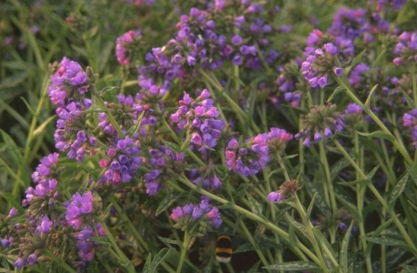 Longkruid - Pulmonaria longifolia