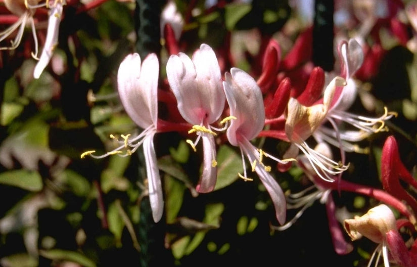 Wilde kamperfoelie - Lonicera periclymenum 'Serotina'