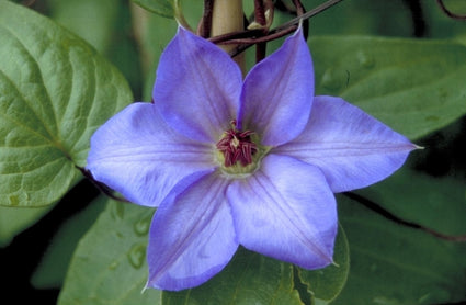 Clematis 'Hybrida Sieboldii'