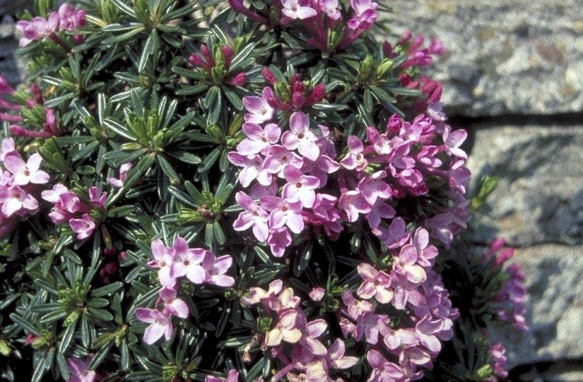 Peperboompje - Daphne Arbuscula