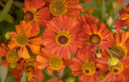 Zonnekruid - Helenium 'Flammenspiel'
