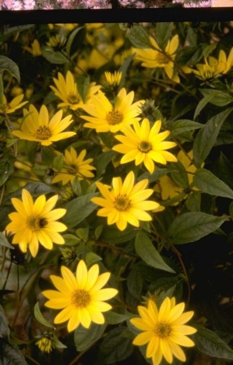 Zonnebloem - Helianthus 'Lemon Queen'