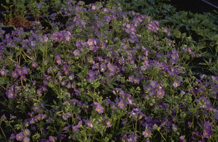 Polemonium caeruleum 'Lambrook Mauve'