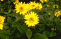 Zonnebloem - Helianthus decapetalus 'Capenoch Star'