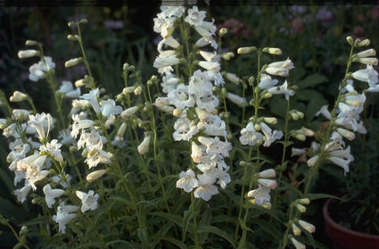 Slangenkop - Penstemon 'White Bedder'
