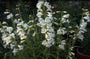 Slangenkop - Penstemon 'White Bedder'