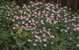 Bosanemoon Anemone nemorosa 'Robinsoniana'