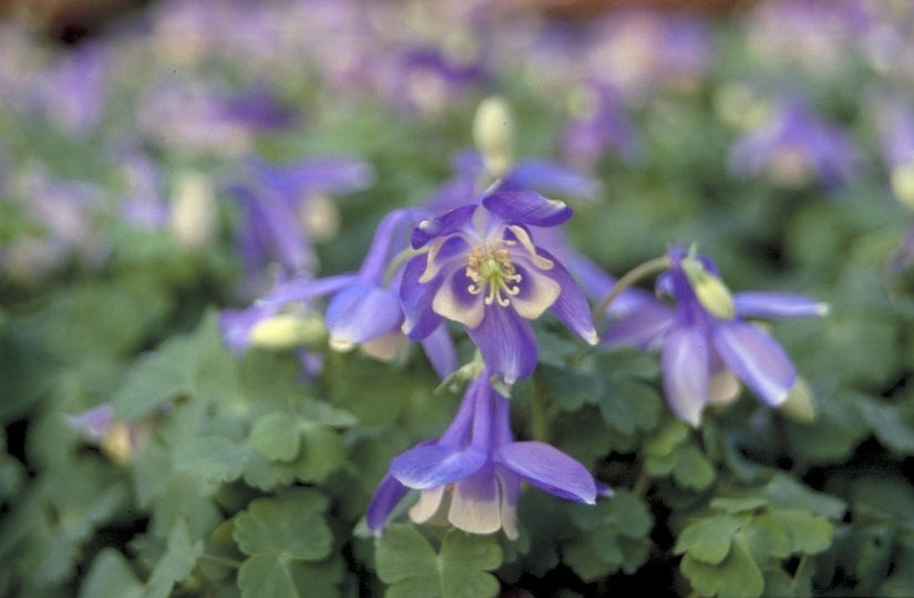 Akelei - Aquilegia flabellata 'Cameo'